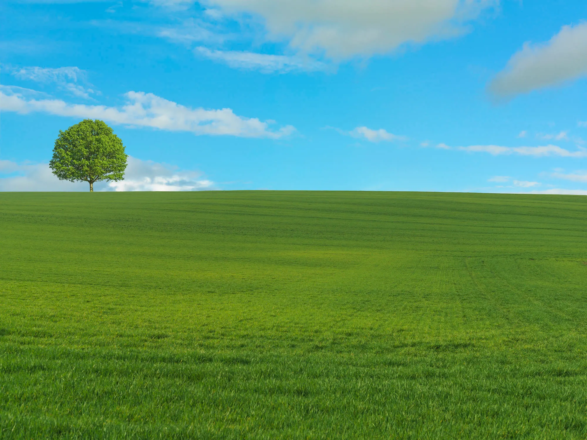A single tree on a green field under a blue sky